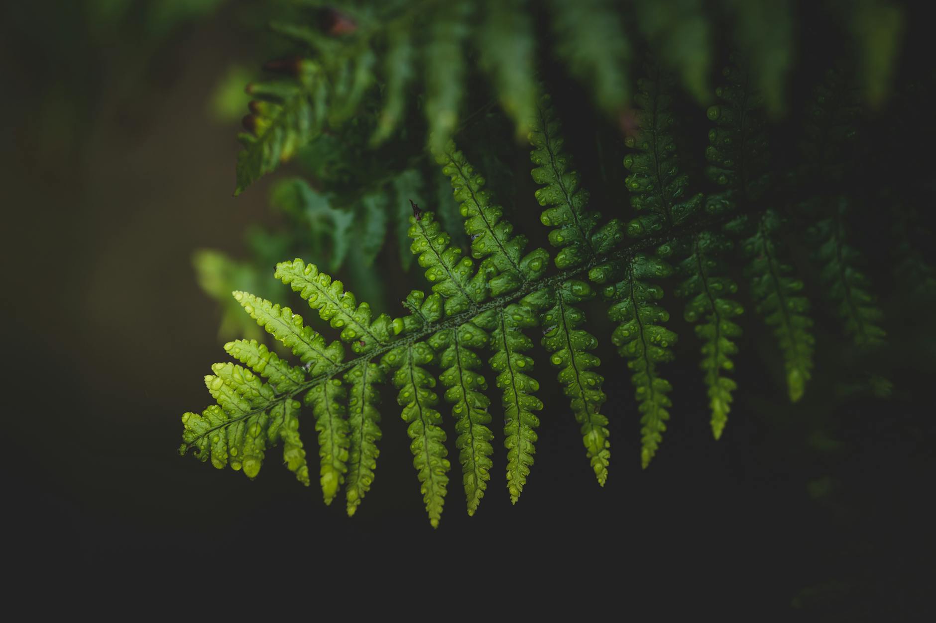 formation ia lille